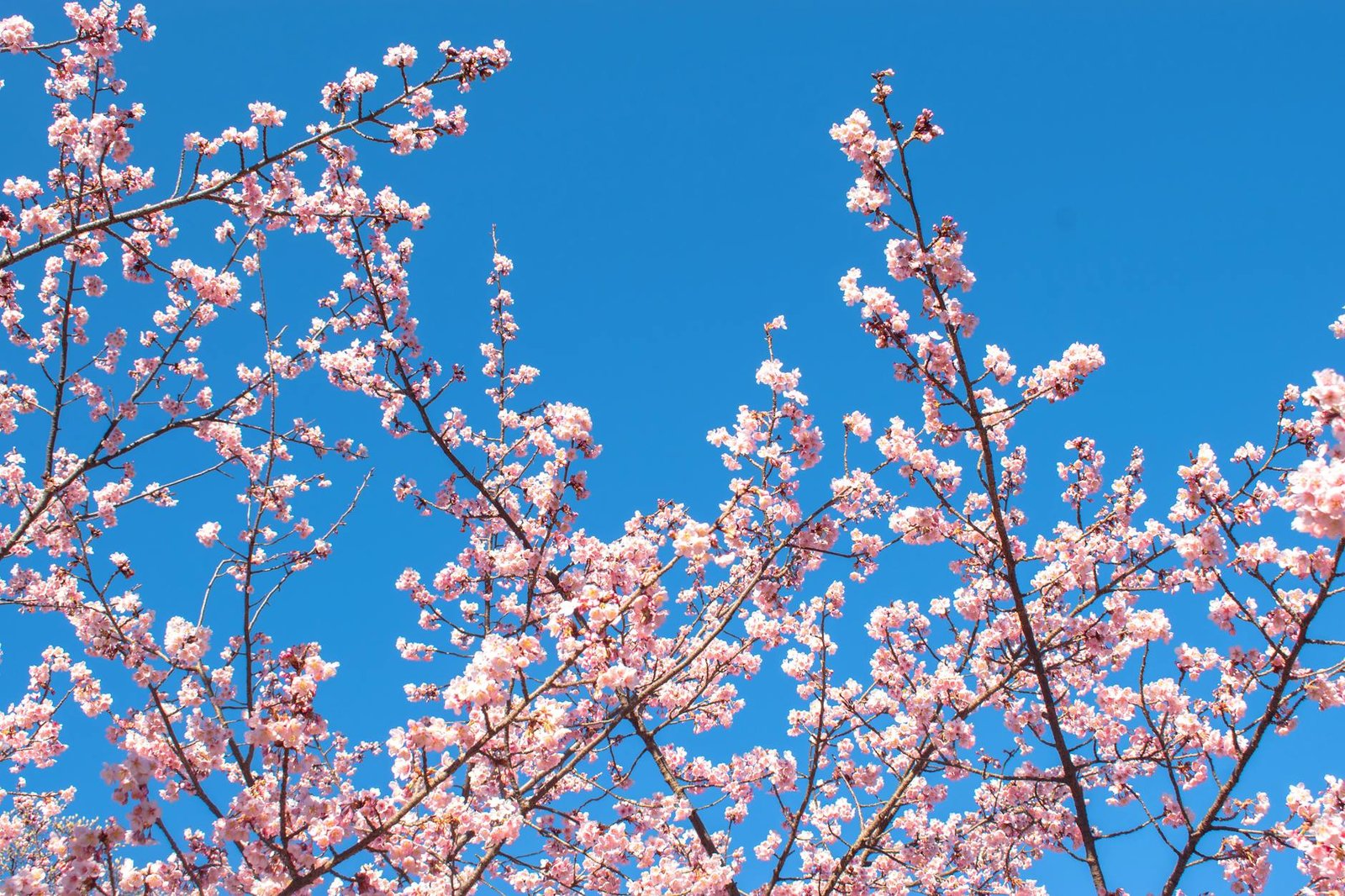 Cherry Blossom Season